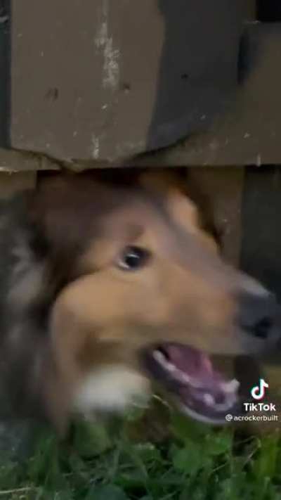 Dog did not like fighting