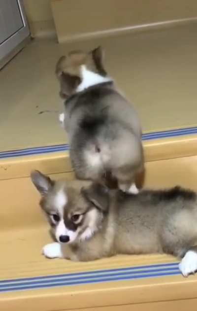 Little legged fluff