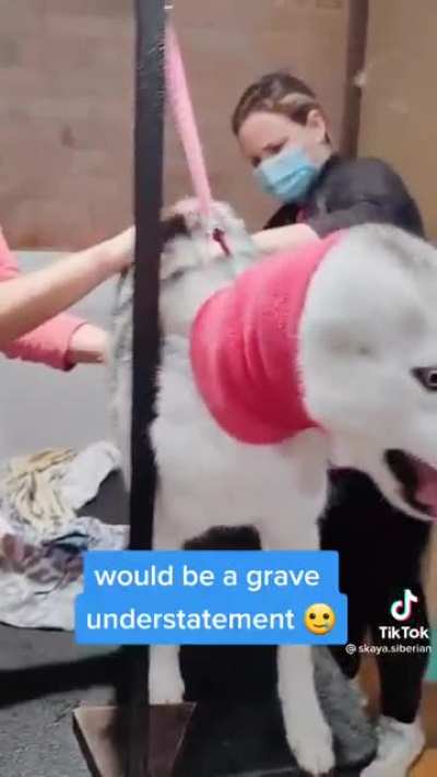 Very dramatic girl at the groomer, (she’s fine, just spoiled)