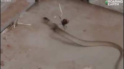 Australian Redback Widow Spider catches and prepares to make a meal out of a snake 15 times larger then itself