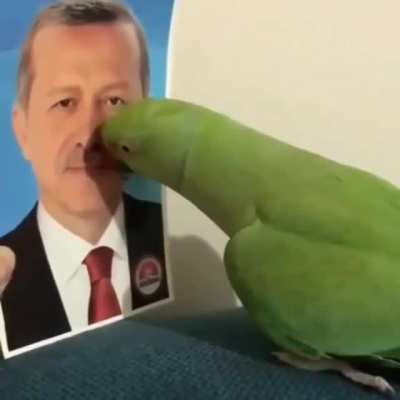 Ak papağan kardeşimizin reisine olan özlemi yürek bırak<wbr>mamış<wbr>tır :/