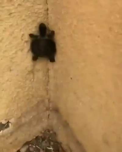 Ninja Turtle