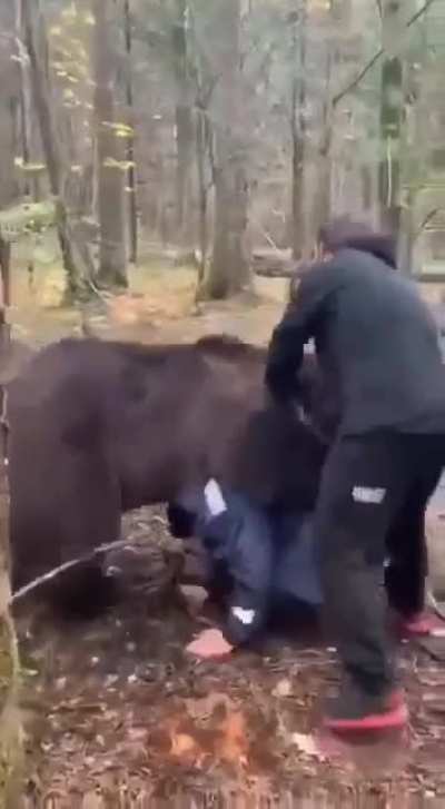 Russians casually wrestling with a bear [No Cruelty, yet Don't try at home] 🐻
