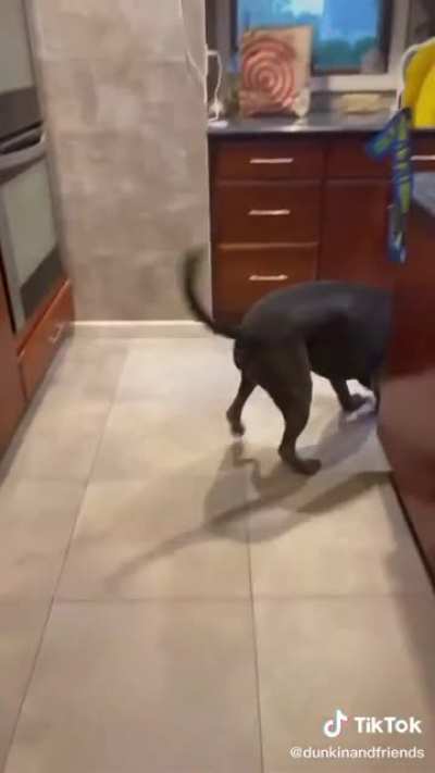 Doggo has had enough