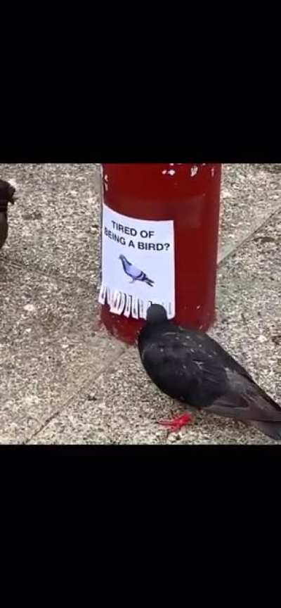 Tired of being a bird?