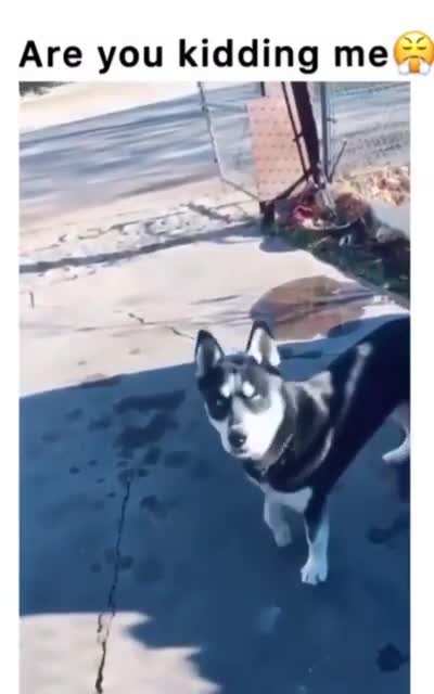 Морда