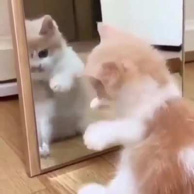 Mirror mirror on the wall
