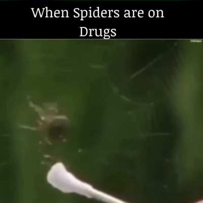 Trippidy trippin now
