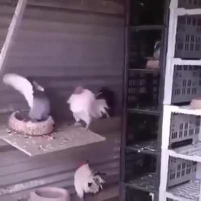Pigeon vs chicken