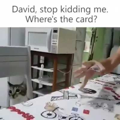 Cat been bambozled