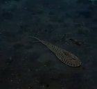 Octopus have the ability to squeeze into small holes