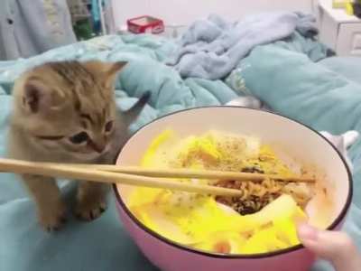 Angy kitten after failed attempt to steal the food