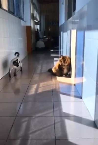 Finding the right angle is vital for sneak attack.