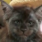 Khajiit has wares if you have a coin