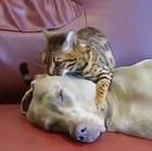 hypnosis