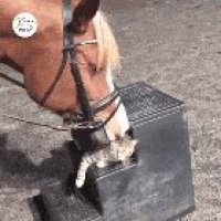 Gentle Giant