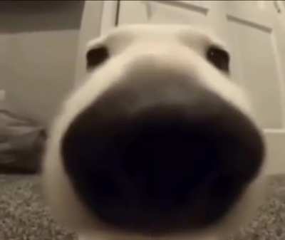 sniffer doge
