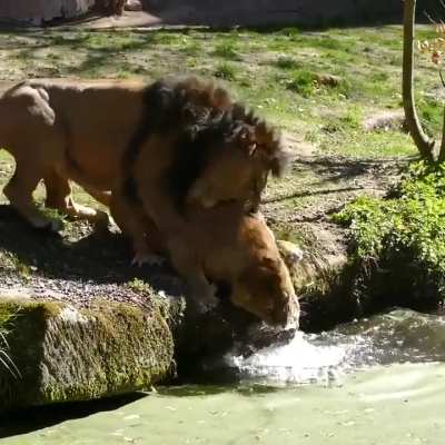 Do we accept lions?
