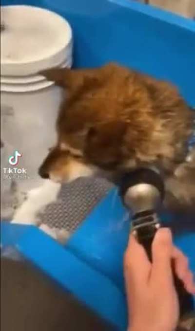 dog bath
