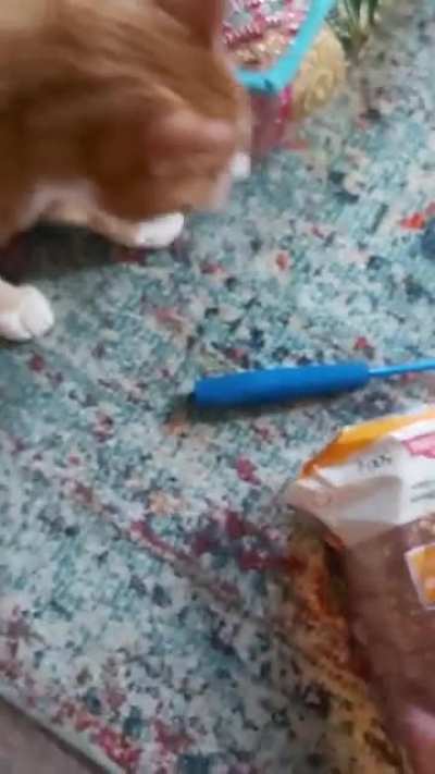 Louie, my foster cat and bread fiend