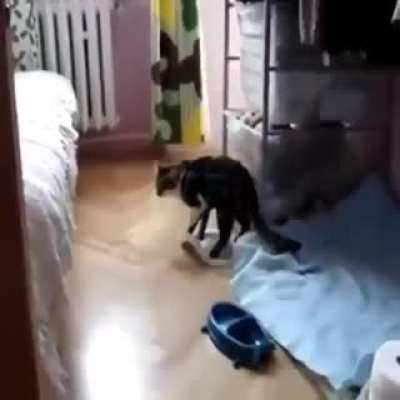 That’s not cat nip