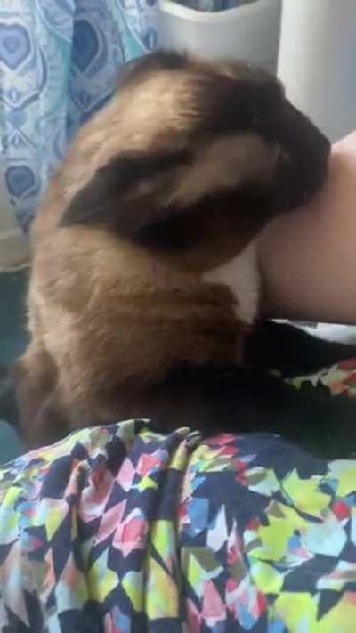 I thought my roommate’s cat was shy. Turns out I was wrong.
