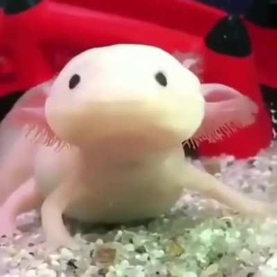 An axolotl with lightning fast reflexes