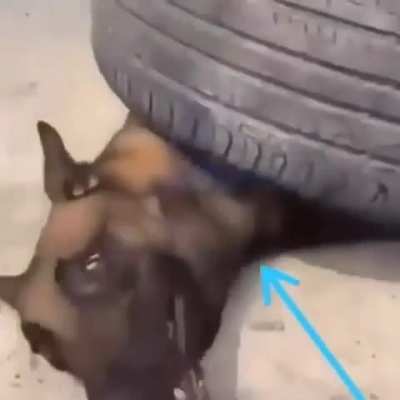 moldy dog