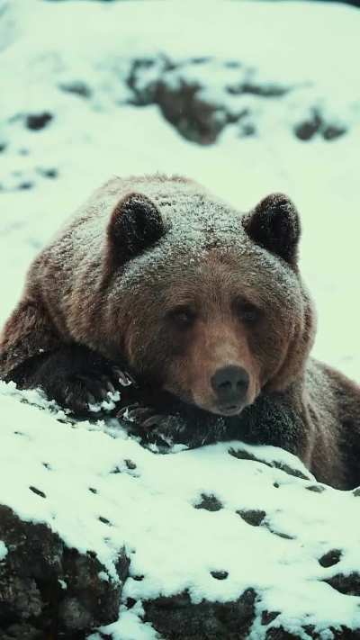🔥 The brown bear