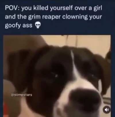 dogge