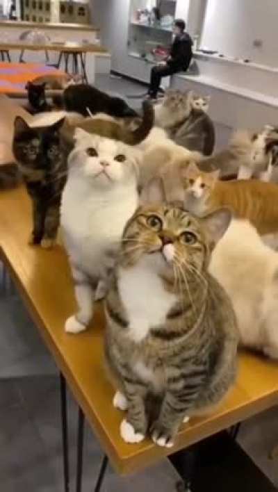 Котики
