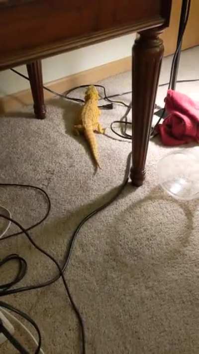 Out of the way! Important lizard business!