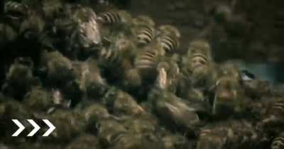 A group of bees take revenge on a hornet for eating one of them
