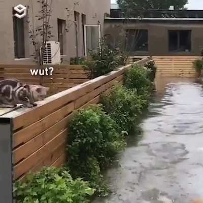 Pupper jesus!
