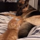 Our kitten discovered the best toy in the house