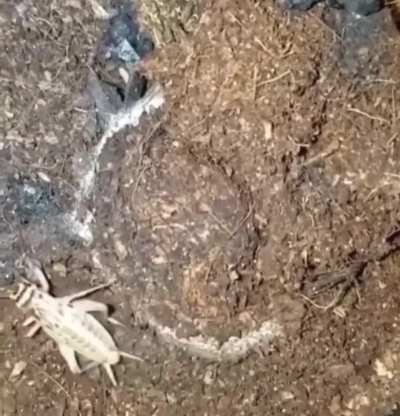I thought it was a snake but..