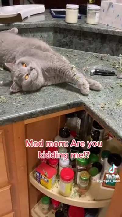Cats so cats 🐈