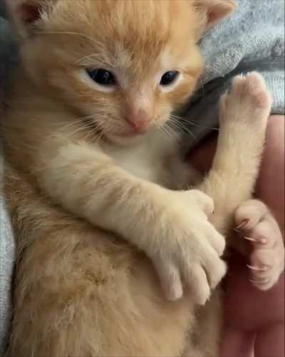 Leg 🐾🐈