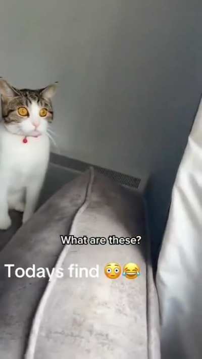 Her cat won't stop stealing from people 