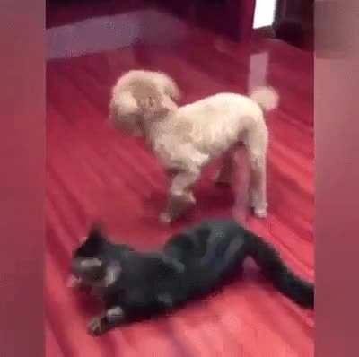 Kitty got owned