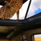 This Hot Weather Got The Animals Flagging Rides