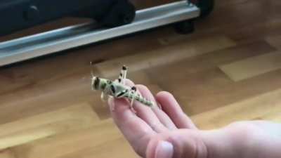 Slow mo video of a locust jumping off