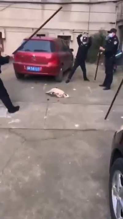 城管扑杀狗<wbr>的方式太残<wbr>忍
