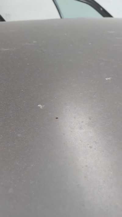 spiders