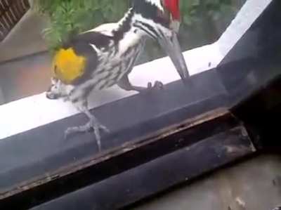 If I was inside, NGL kinda creepy hearing that pounding, Bird is thinking 