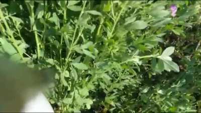 POV footage of Russian pilot ejecting from his damaged Su-25SM3 jet (War in Ukraine)