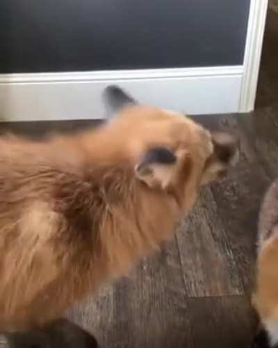 Fox gets rekt. @juniperfoxx