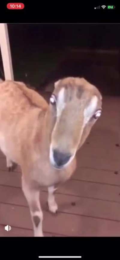 Damn thing looks deranged.