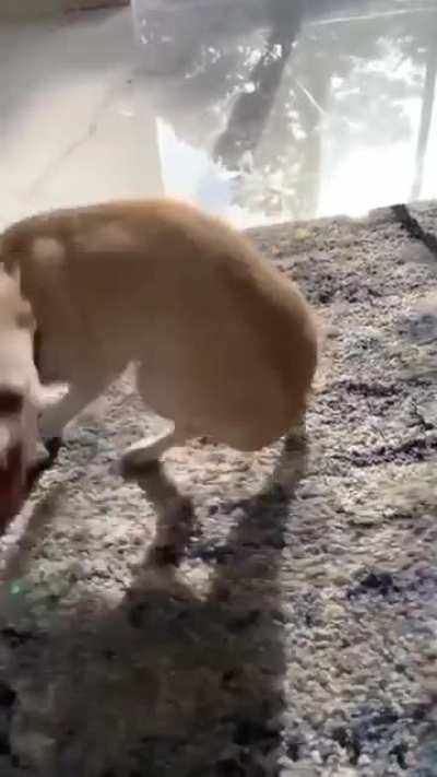 He just wants to play