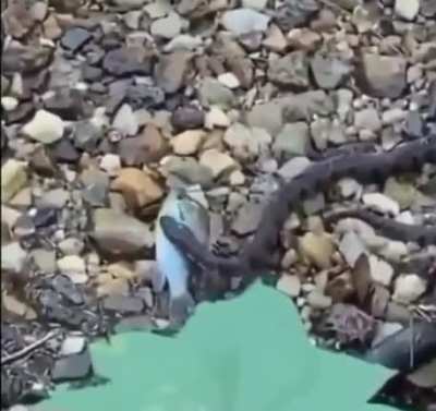 Fish saved